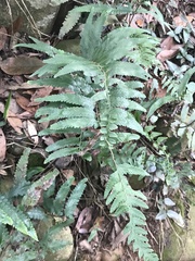 Microlepia marginata bipinnata