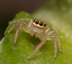 Cytaea alburna