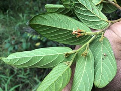 Alangium villosum