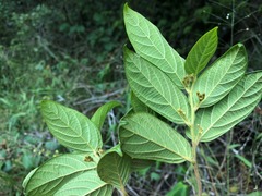 Alangium villosum