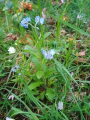 Myosotis sylvatica