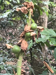 Alpinia stachyodes