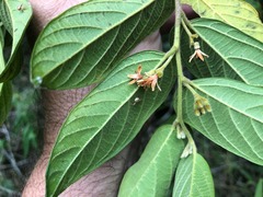 Alangium villosum
