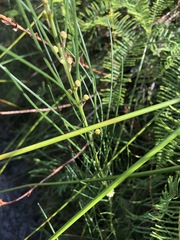Acacia ptychoclada