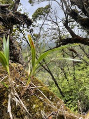 Dianella sandwicensis
