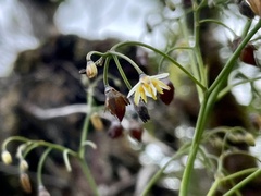 Dianella sandwicensis