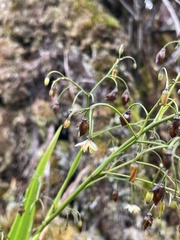 Dianella sandwicensis