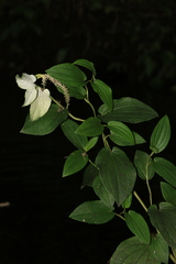 Saururus chinensis