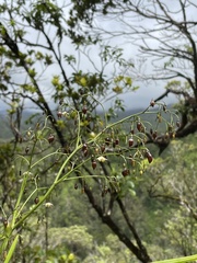 Dianella sandwicensis
