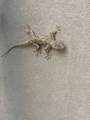 Hemidactylus flaviviridis