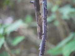 Cryptolepis buchananii