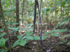 Cryptolepis buchananii