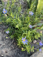 Felicia aethiopica