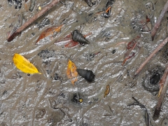 Cerithideopsis