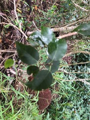 Excoecaria dallachyana