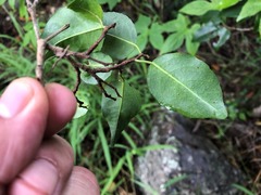 Excoecaria dallachyana