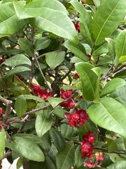 Ochna thomasiana