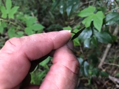 Excoecaria dallachyana