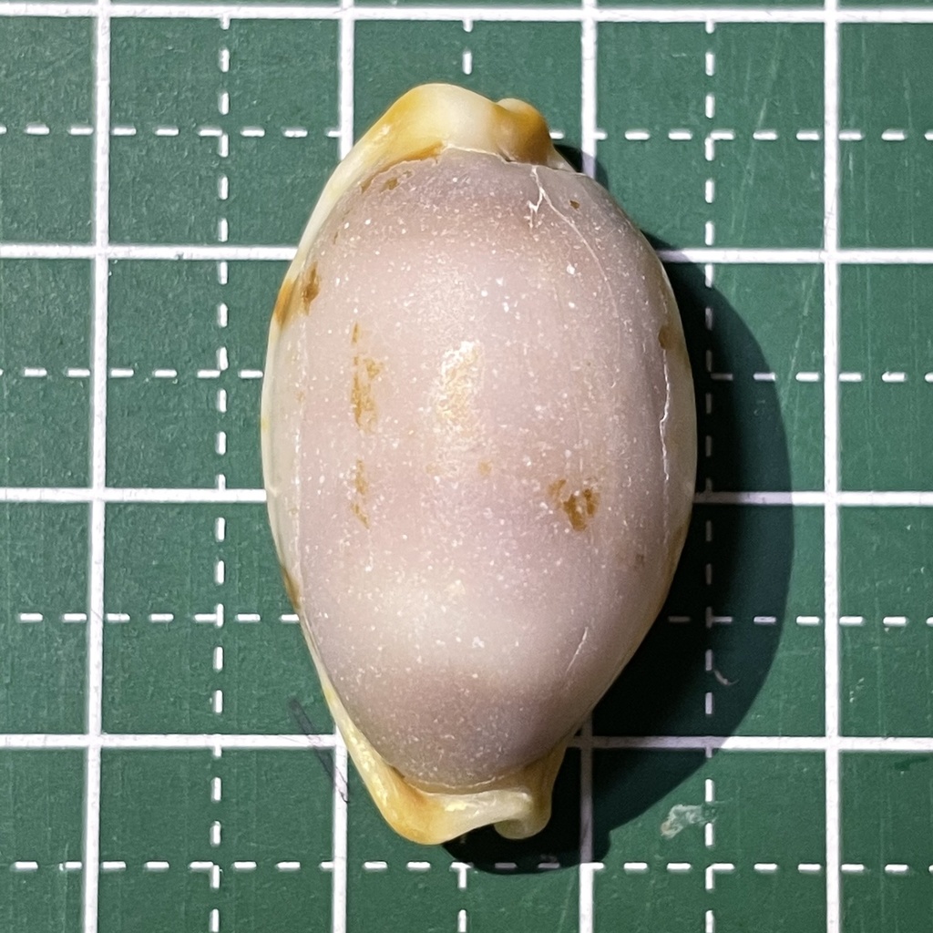 stolid cowrie