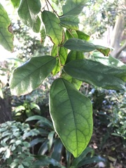 Celtis mildbraedii