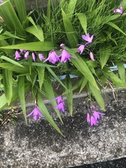 Bletilla
