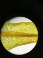 Geheebia tophacea
