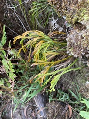 Psilotum complanatum
