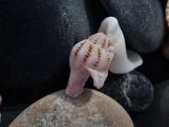 Peristernia reincarnata