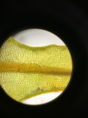 Geheebia tophacea