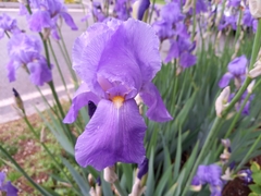 Iris
