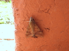 Nephele comma