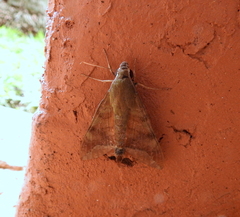 Nephele comma