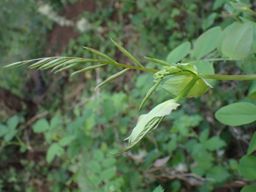 Image of Lathyrus polyphyllus by (c) giantcicada, some rights reserved (CC BY)