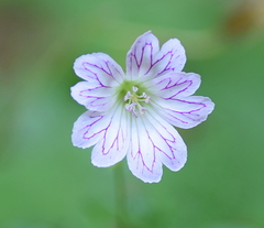 Geranium versicolor