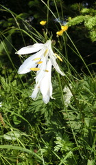 Paradisea liliastrum