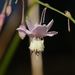 Pale Vanilla Lily - Photo (c) Reiner Richter, some rights reserved (CC BY-NC-SA)