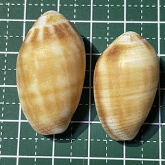 Pterygia dactylus
