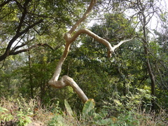 Lagerstroemia microcarpa
