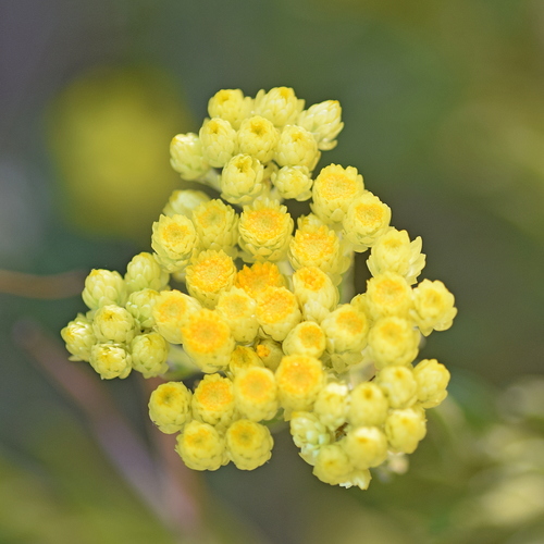 Helichrysum plicatum, photograph 5