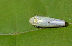 Balclutha punctata