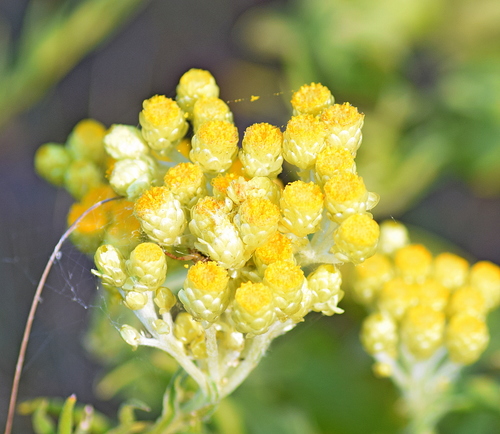 Helichrysum plicatum, photograph 6