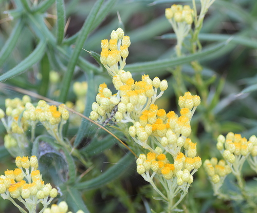 Helichrysum plicatum, photograph 4