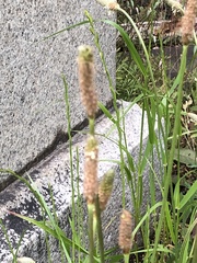 Plantago lanceolata