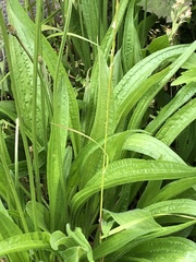 Plantago lanceolata