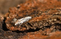 Phyllonorycter rajella