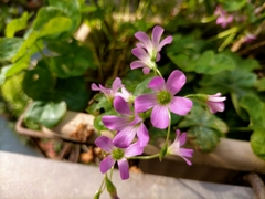 Oxalis debilis