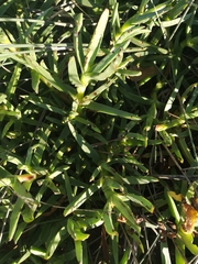 Carpobrotus edulis edulis