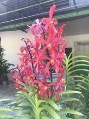 Renanthera