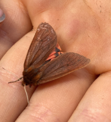 Phragmatobia amurensis