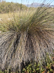 Thamnochortus erectus